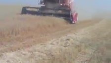 Laverda 2010 Ceylanpınar Tigem Buğday Hasatı