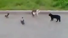 birbirine düşürmek mi? evet işte bu...