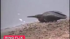 yem vererek balık avlayan kuş !!!