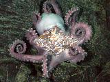 ahtapot -octopus