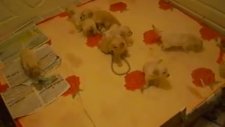 satılık bebek yüz golden retriever yavruları