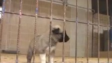 köpekler için sıcak barınak