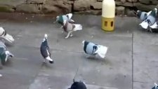 Paçalı Makedon Dönekleri !