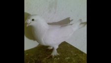 taklacı güvercin