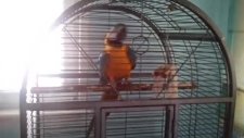 sarı mavi ara macaw papağan rıfkıdan merhaba
