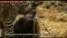 leopar'ın merhameti - habererzincan24.com