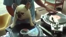DJ köpek in the house :)
