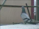 TaKLa,KaYSeRİ,oYuNLu,
