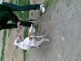 pitbul pascal