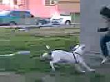 pitbul