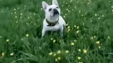 doritos yiyince gülen köpek