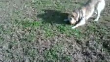 golden retriever jessie - maçka parkı'nda oynuyor