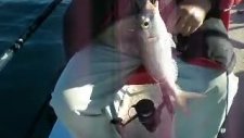 Kuşadası Balık Turu