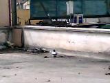 taklaci,oyunlu,kayseri,