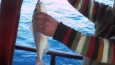 kuşadası balık turu kuşadasıbalıkturu