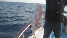 Kuşadası Balık Turu Kuşadasıbalıkturu