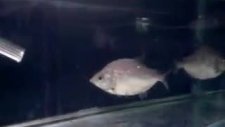 serrasalmus brandti piranha