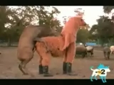 LAMALAR İŞİNİ BİLİR