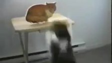 eski sevgilisinin resimlerini yırtan kedi