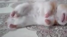 hamster