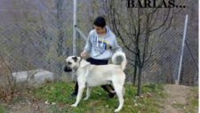 uludağ kangal 1