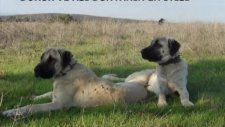 Uludağ Kangal 2