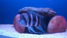 frontosa brundi