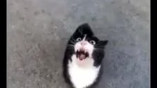 Komik Kedi