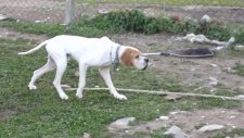 cango