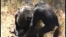 Şempanze Annesi ölü Bebeğini ilk gördüğü An...