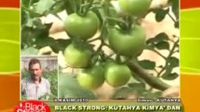 Kütahya Kimya - Black&Strong Domates uygulaması vi
