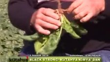 Kütahya Kimya - Black&Strong Ispanak Uygulaması