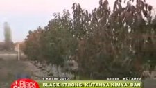 Kütahya Kimya - Black&Strong Kiraz Uygulaması