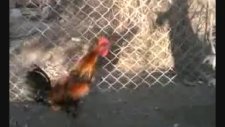 6 aylık al denizli horozu .denizlihorozum.