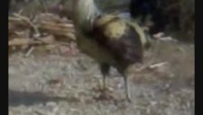 denizlihorozum.