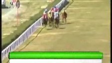 08 şubat salı adana at yarışı 1.koşusu 4nala.net
