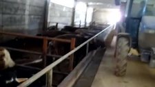 çomak besicilik yem saati