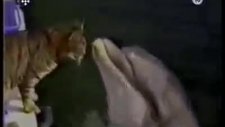 kediyi seven tatlı bir yunus balığı