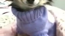 gülen köpek xd