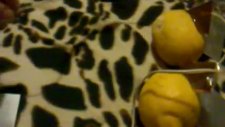 limon elektrik üretimi-lemon electricity