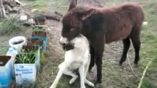 kangal ile eşşek