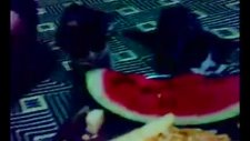 iki kedi karpuz yerse