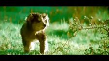 Ulytau-Jumyr Kylysh Keskin Kılıç