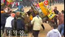 aydınpulluk deve güreşleri