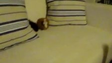 guinea pig babies running around