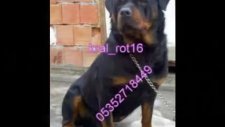 kral rot16 sunar