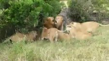 vahşi yaşam - kralların dövüşü
