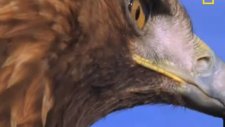 vahşi yaşam - golden eagle - altın kartal