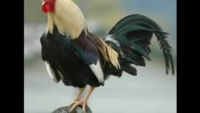 Horoz Şarkısı ve Gülen Bebek