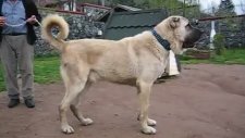 çiftehanın en buyük köpeği